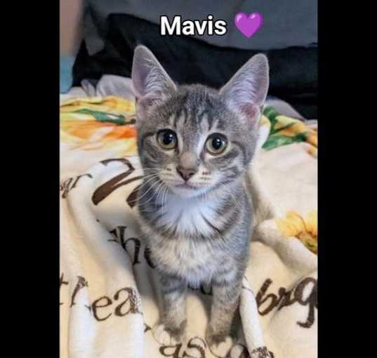 Photo of Mavis