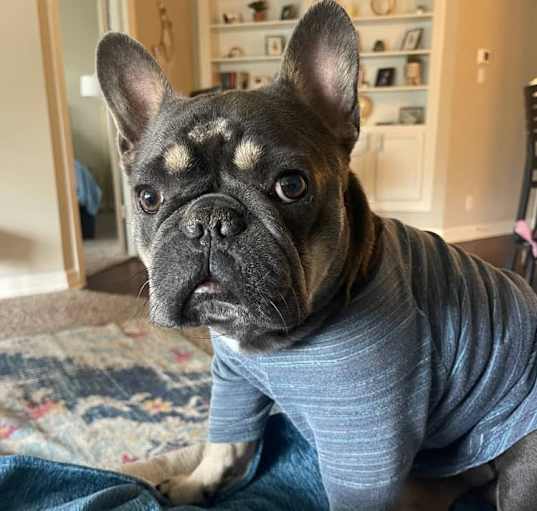 Photo of Bowser