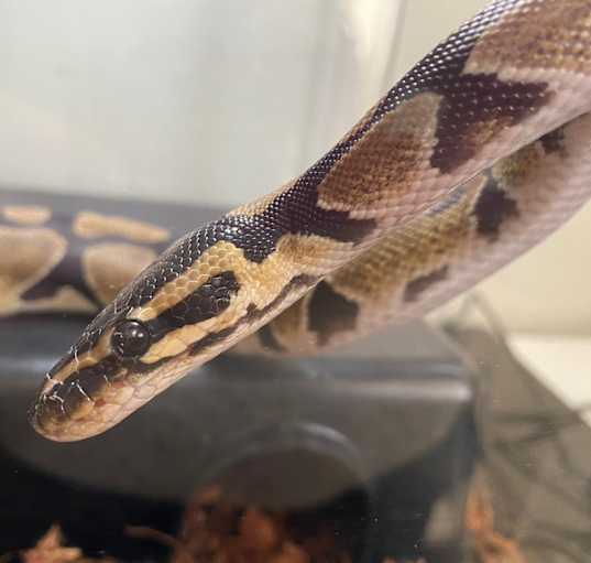 Photo of Clover