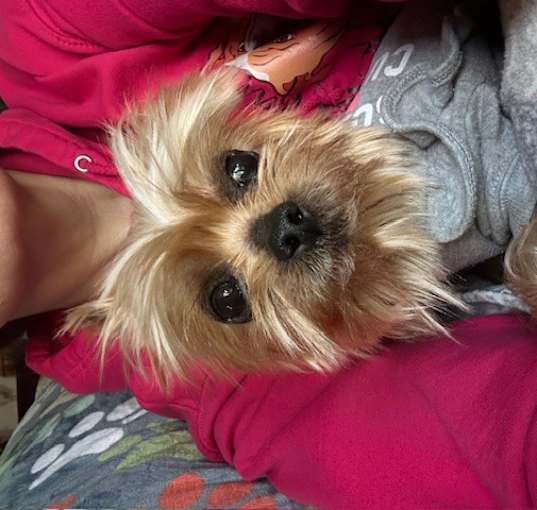 Photo of Harley