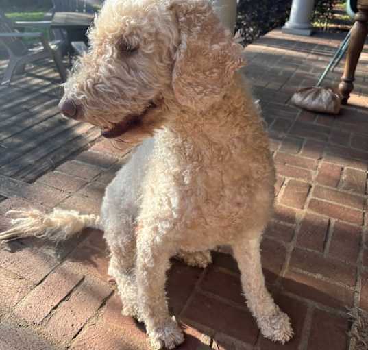 Photo of Theo