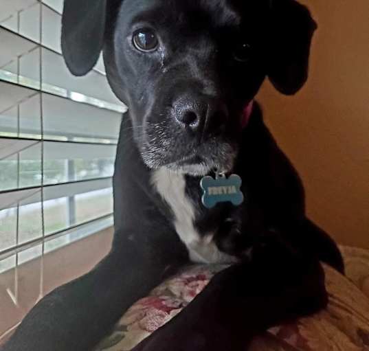 Photo of Freyja