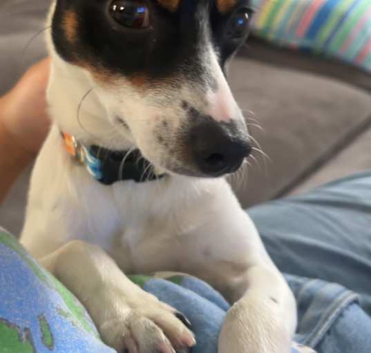 Photo of Arlo