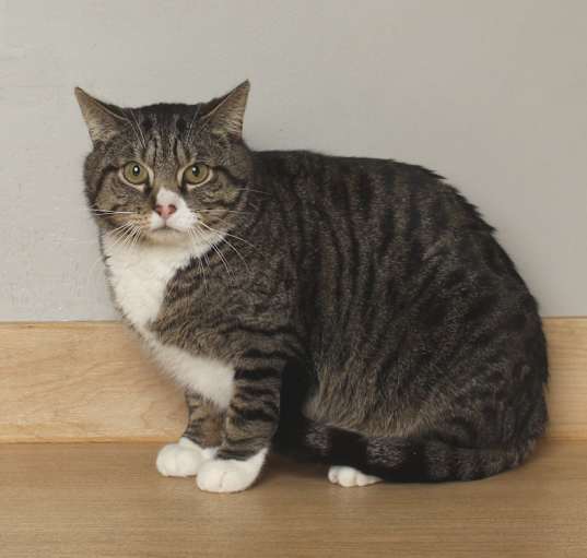 Photo of Monty C64604