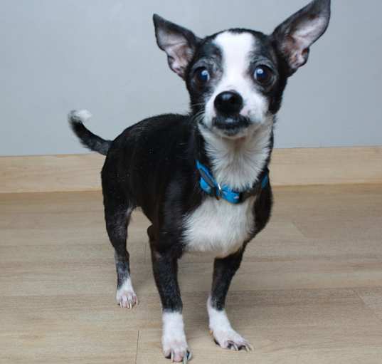 Photo of Felix D64612