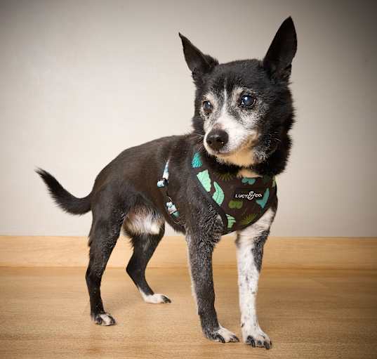 Photo of Morty D64681