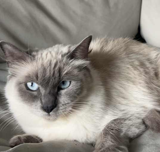 Photo of Roxy