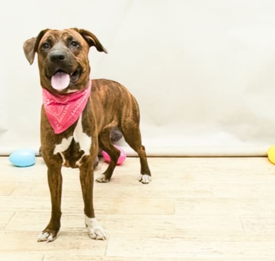 Photo of NYLA