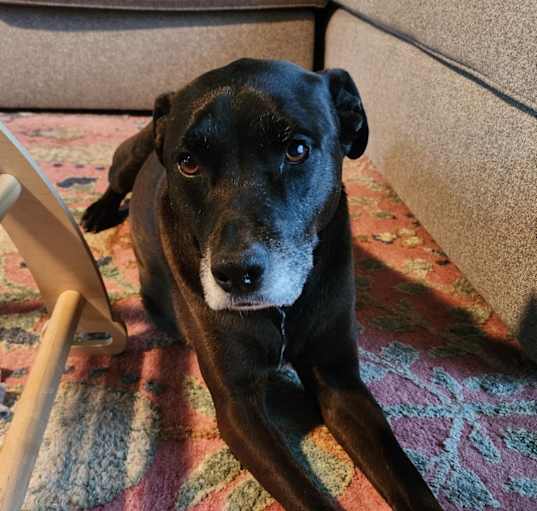Photo of Ryder