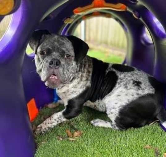 Photo of Rowdy Rudy
