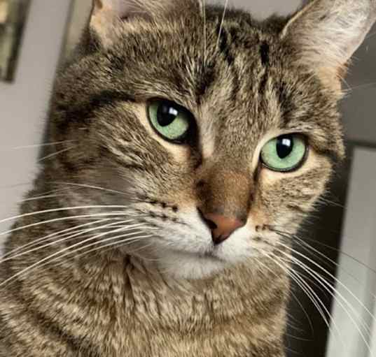 Photo of Penny