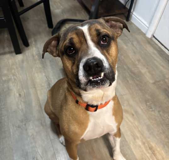 Photo of Bandit