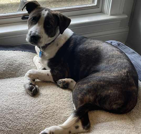 Photo of Cooper