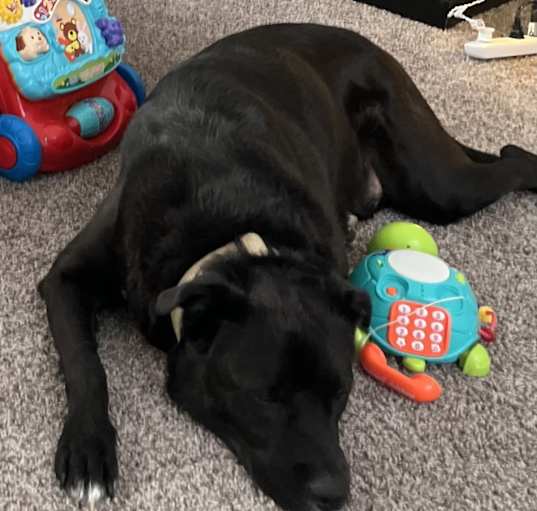 Photo of Harley