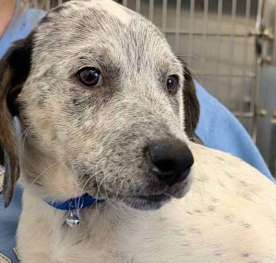 Photo of Knuckles ***RESCUE CENTER***