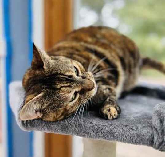 Photo of Willow