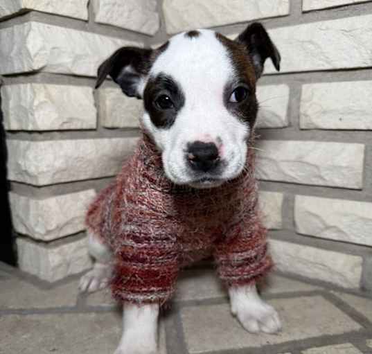 Photo of Pippi