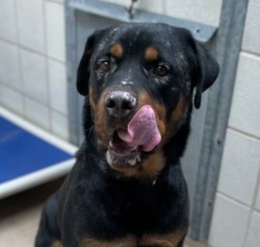 Photo of Rocky
