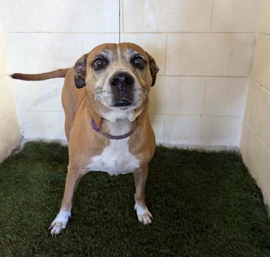 Photo of BUTTERCUP