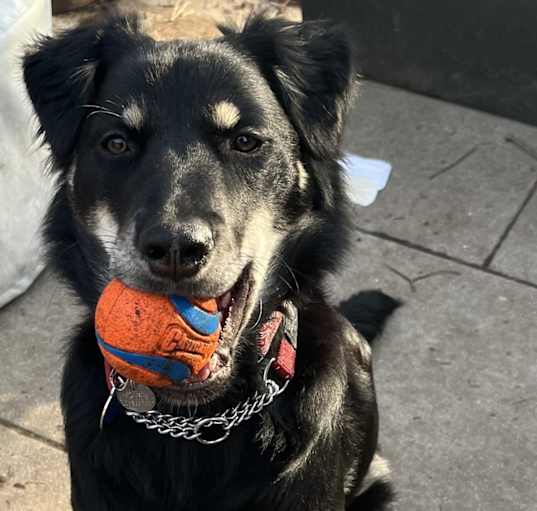 Photo of Kona