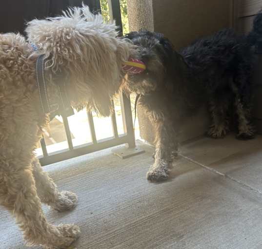 Photo of Sadie