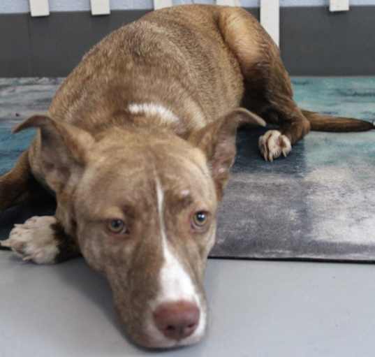 Photo of Rory URGENT HELP NEEDED!