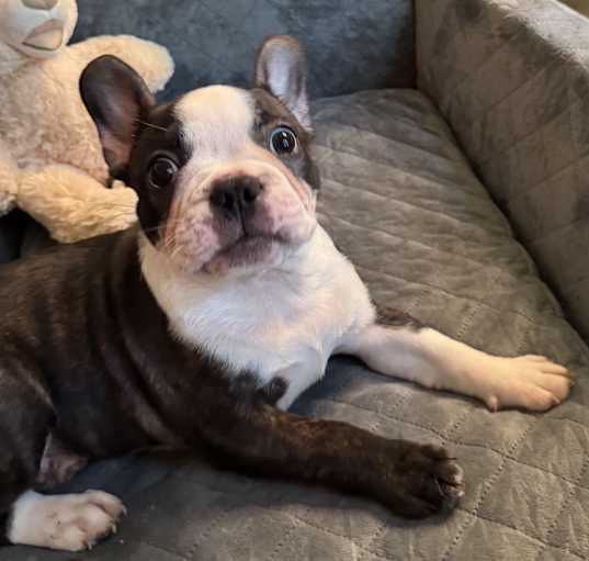 Photo of Socks the Frenchton Puppy