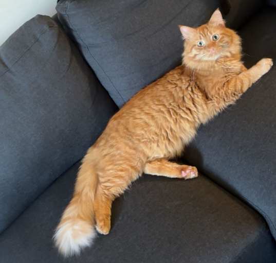 Photo of Boris