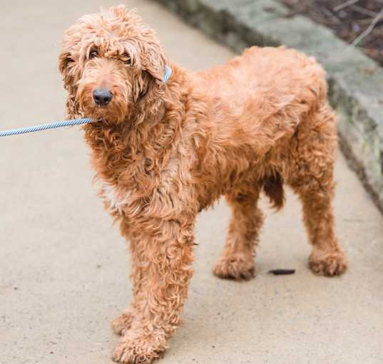 Photo of Daisy