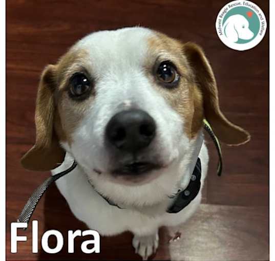 Photo of FLORA