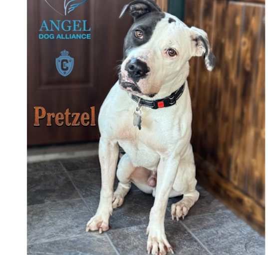 Photo of Pretzel