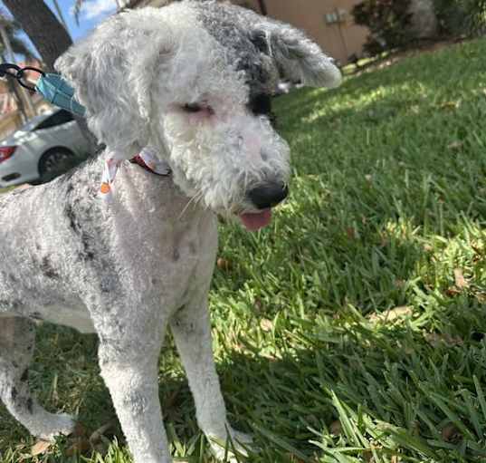 Photo of Poochie 1366