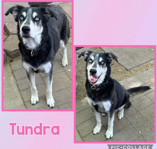 Photo of Tundra