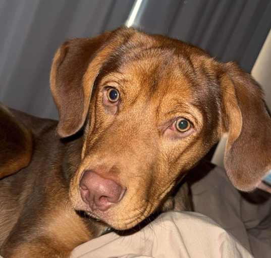 Photo of Arlo