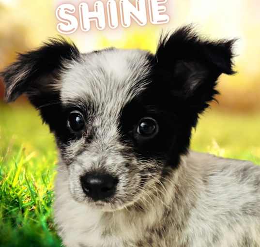 Photo of Shine
