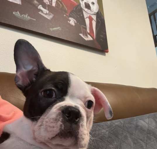 Photo of Olly the Frenchton Puppy