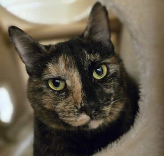 Photo of Harley