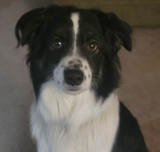 Photo of Odin