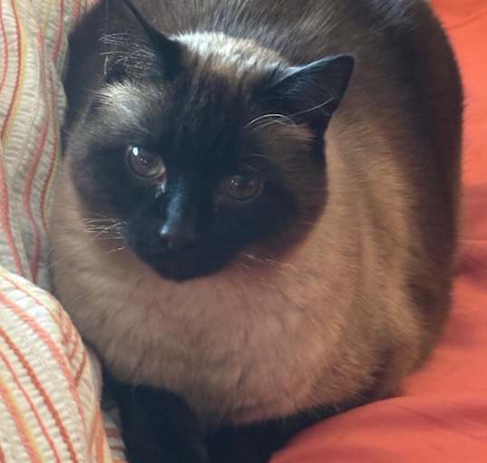 Photo of Pandele