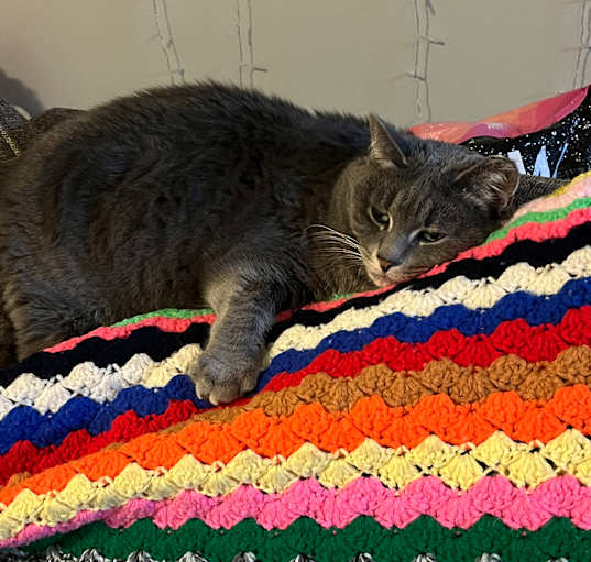 Photo of Miss Kitty