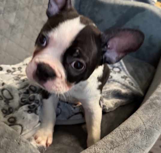 Photo of Hank the Frenchton Puppy