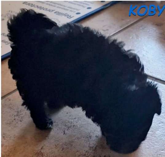 Photo of Koby