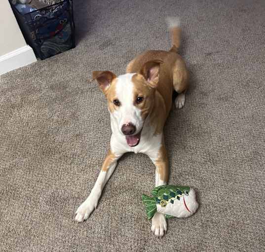 Photo of Cooper
