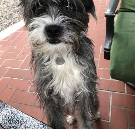 Photo of Otis