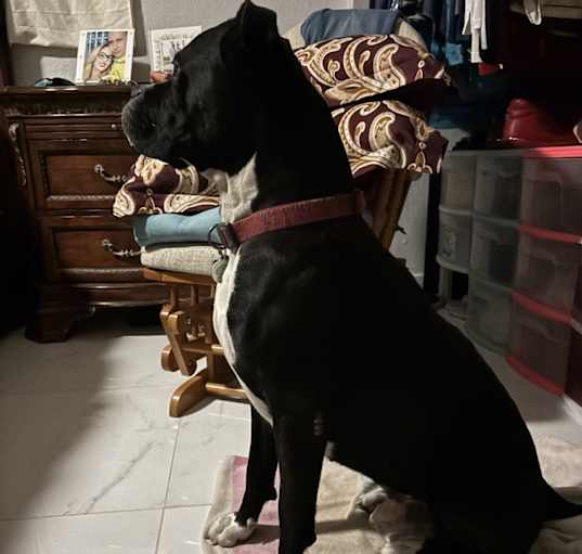 Photo of ROCKY
