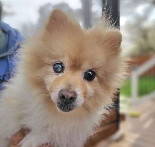 Photo of Fluffy