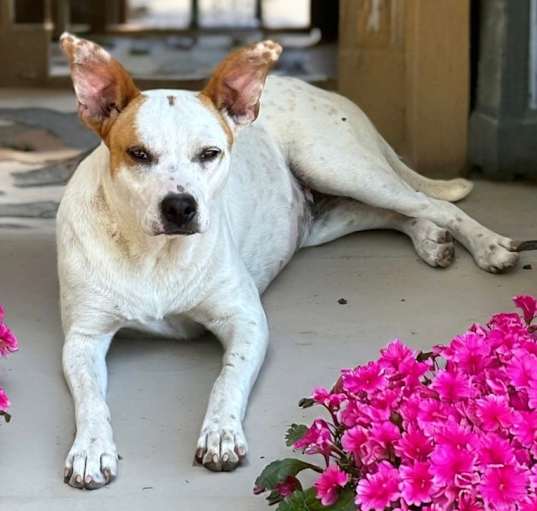Photo of Patches