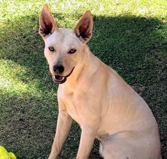 Photo of Spot