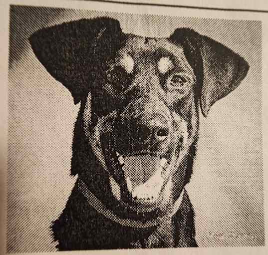 Photo of Stellla
