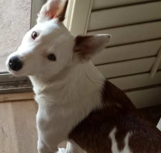 Photo of Gypsy